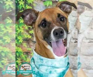 Boxer-Unknown Mix Dogs for adoption in Kennesaw, GA, USA