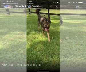 Medium Photo #2 Mutt Puppy For Sale in The Woodlands, TX, USA