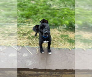American Pit Bull Terrier-Retriever Mix Dogs for adoption in Shermans Dale, PA, USA