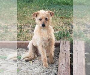Border Terrier Dogs for adoption in Menifee, CA, USA
