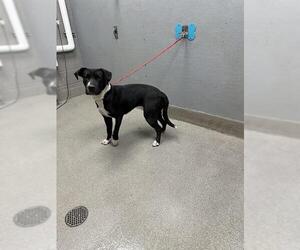 Great Dane-Unknown Mix Dogs for adoption in Las Vegas, NV, USA