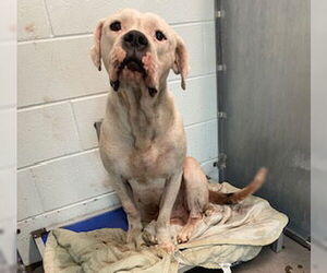 Bullmastiff Dogs for adoption in Tavares, FL, USA