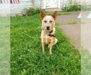 Red Heeler-Unknown Mix Dogs for adoption in Park Falls, WI, USA