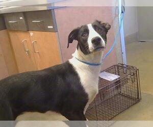 Labrador Retriever-Unknown Mix Dogs for adoption in Sacramento, CA, USA