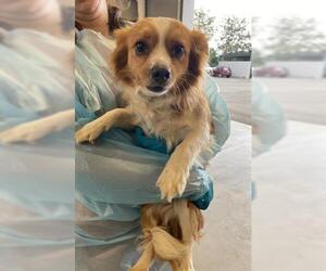 Chihuahua Dogs for adoption in San Martin, CA, USA
