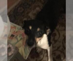 Rat Terrier Dogs for adoption in Florence, AL, USA