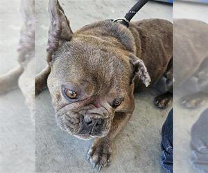 French Bulldog Dogs for adoption in Bakersfield, CA, USA