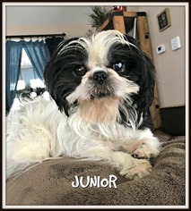 Medium Photo #1 Shih Tzu Puppy For Sale in Plymouth, MN, USA