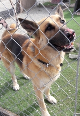 German Shepherd Dog Dogs for adoption in San Pablo, CA, USA