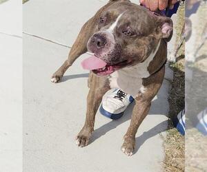 American Bulldog Dogs for adoption in San Antonio, TX, USA
