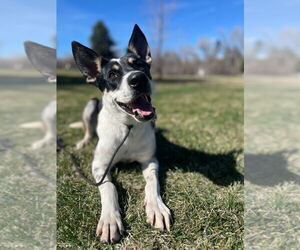 Mutt Dogs for adoption in Salt Lake City, UT, USA