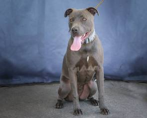 Medium Photo #1 American Pit Bull Terrier-Weimaraner Mix Puppy For Sale in Pasadena, CA, USA