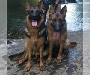 German Shepherd Dog Dogs for adoption in McDonough, GA, USA