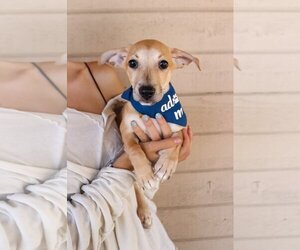 Chiweenie Dogs for adoption in Dana Point, CA, USA