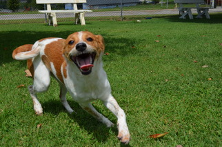 Jack Russell Terrier-Unknown Mix Dogs for adoption in Danville, KY, USA