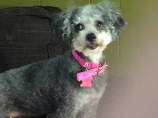 Poodle (Miniature) Dogs for adoption in Garner, NC, USA