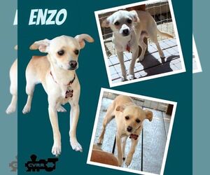 Chihuahua-Unknown Mix Dogs for adoption in Lindsay, CA, USA