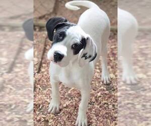 Mutt Dogs for adoption in Crandall, GA, USA