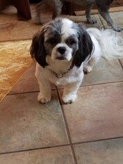 Shih Apso Dogs for adoption in Alexandria, KY, USA