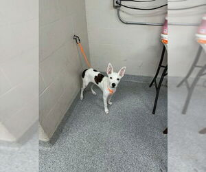 American Pit Bull Terrier-Pointer Mix Dogs for adoption in Pasadena, TX, USA