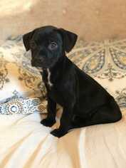 Basset Hound-Labrador Retriever Mix Dogs for adoption in Bronx, NY, USA