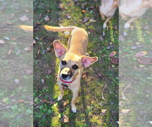 Chihuahua-Unknown Mix Dogs for adoption in New London, WI, USA