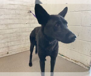 German Shepherd Dog Dogs for adoption in San Bernardino, CA, USA