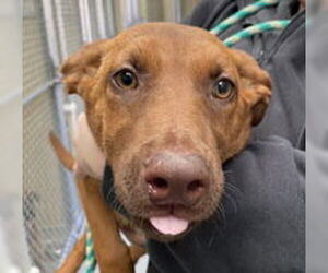 Doberman Pinscher Dogs for adoption in Salinas, CA, USA