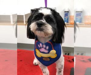 Shih Tzu-Unknown Mix Dogs for adoption in Flushing, NY, USA