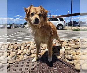 Cocker Spaniel-Unknown Mix Dogs for adoption in Denver, CO, USA