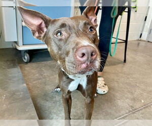 Pointer-Unknown Mix Dogs for adoption in Tavares, FL, USA