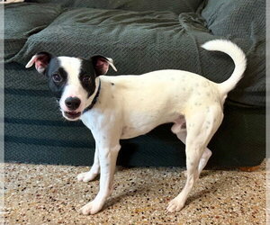 Jack Russell Terrier-Unknown Mix Dogs for adoption in Williamsburg, IA, USA