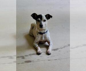 Jack Russell Terrier Dogs for adoption in Essex, VT, USA