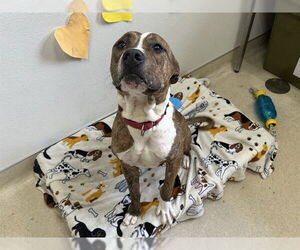 Boxer-Unknown Mix Dogs for adoption in McKinleyville, CA, USA