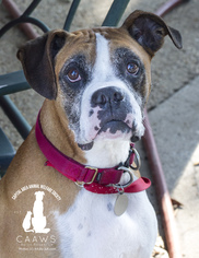 Boxer Dogs for adoption in Baton Rouge, LA, USA