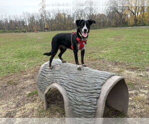 Border Collie-Unknown Mix Dogs for adoption in Windsor, MO, USA