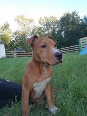 American Pit Bull Terrier Dogs for adoption in Gilbertsville, PA, USA