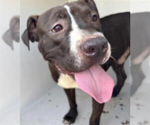 American Pit Bull Terrier Dogs for adoption in Houston, TX, USA
