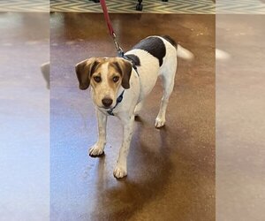 Beagle-English Foxhound Mix Dogs for adoption in Mountain View, AR, USA