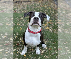 Bullypit Dogs for adoption in SACRAMENTO, CA, USA