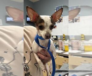 Chihuahua Dogs for adoption in Riverside, CA, USA