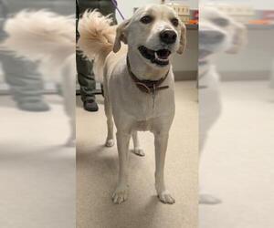Great Pyrenees Dogs for adoption in Bakersfield, CA, USA