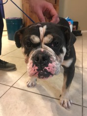 Free-Lance Bulldog Dogs for adoption in Pipe Creek, TX, USA