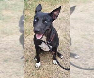 Labrador Retriever-Unknown Mix Dogs for adoption in San Antonio, TX, USA