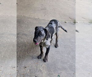 Catahoula Leopard Dog-Labrador Retriever Mix Dogs for adoption in Oakhurst, NJ, USA
