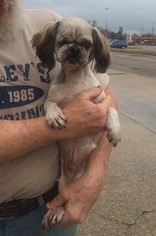 Shih Tzu Dogs for adoption in Slidell, LA, USA