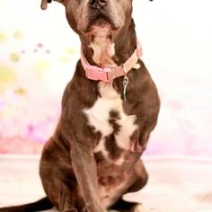 American Pit Bull Terrier Dogs for adoption in Oxford, MI, USA