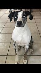 Catahoula Leopard Dog Dogs for adoption in Conway, AR, USA