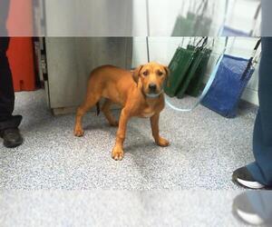 Medium Photo #1 American Pit Bull Terrier Puppy For Sale in Charlotte, NC, USA