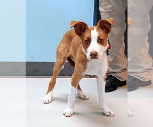 Australian Shepherd-Unknown Mix Dogs for adoption in Pryor, OK, USA